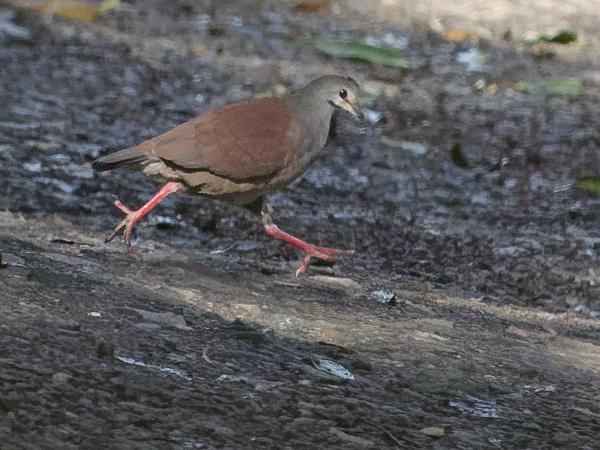 <h3><a href="/trips/costa-rica/biota/animalia/chordata/aves/026 columbiformes/001 columbidae/geotrygon costaricensis/geotrygon costaricensis-nl.html">Geotrygon&nbsp;costaricensis</a> / Buff‑fronted&nbsp;quail‑dove / Costaricaanse&nbsp;kwartelduif</h3>OM-1 Mark II met OLYMPUS M.150-400mm F4.5 TC, 1/2000 sec  bij F5.6, ISO 10000, afstand 52.1&nbsp;m